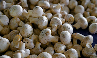 Беларусь оказалась главным покупателем российских шампиньонов