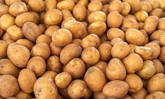 В Беларуси начали делать женские прокладки из картофеля