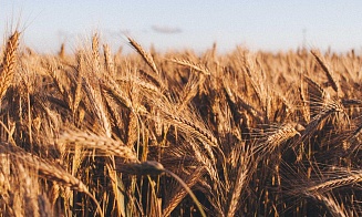 Беларусь снова ввела лицензирование на экспорт пшеницы и других зерновых