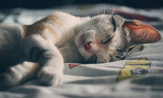 Белстат: белорусы стали больше спать и тратить времени на уход за собой