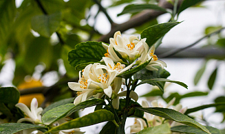 Идиллия, шабаш и сюрреалистический «Щелкунчик» Нуреева: афиша с 15 по 21 декабря