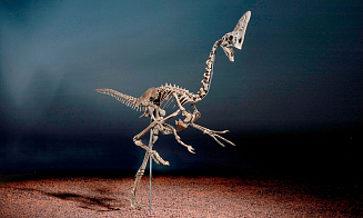 Скелет одного из последних динозавров на Земле хотят продать за $4 млн