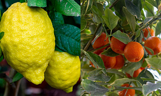 Зимние тропики и тайны красного коня: афиша с 5 по 11 января 