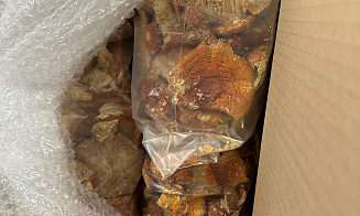 Таможня Литвы не пропустила из Беларуси почти 200 кг сушеных мухоморов