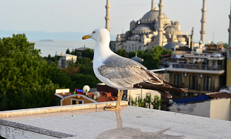 Белорусы стали реже отдыхать в Турции