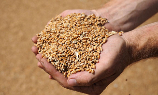 Польша официально продлила запрет на ввоз украинского зерна