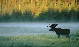 Ущерб Беловежской Пуще от польского забора оценили в $20 млн