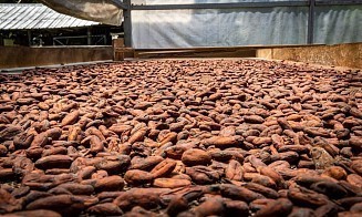 Какао-бобы стоят дешевле $3,4 тыс. впервые с августа 2023 года