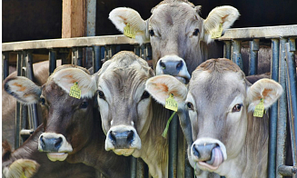 Беларусь увеличила минимальные экспортные цены на говядину