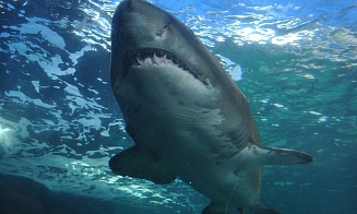 Экологи убедили египетские власти снять защитные сетки от акул