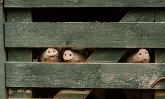 В Беларуси к 2034 году построят 12 свиноводческих комплексов