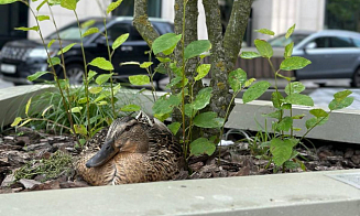 В Минске может появиться памятник утке