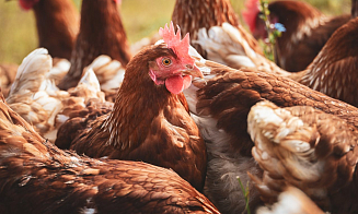 Беларусь вошла в топ-5 поставщиков мяса птицы в Китай 