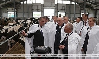 Лукашенко рассказал, какие животноводческие комплексы нужно строить по всей стране