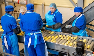 «Россия готова забирать всю продукцию». Как в Толочине делают картошку фри
