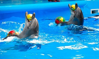 Стало известно, когда после реконструкции откроется дельфинарий в Минске