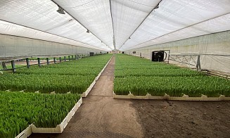 Хозяйство по выращиванию тюльпанов скрыло от налоговой более 10 млн рублей