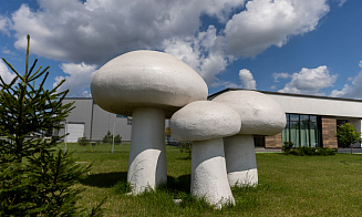 Шампиньон растет 31 день. Как под Кобрином делают грибницу с искусственным интеллектом