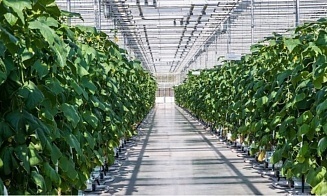 Под Брестом построят теплицы с искусственным интеллектом 