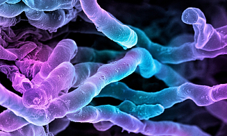 Ученые нашли новый антибиотик в давно известной бактерии