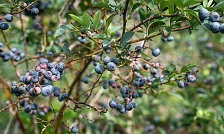 Под Гродно продают готовый бизнес с плантацией голубики 