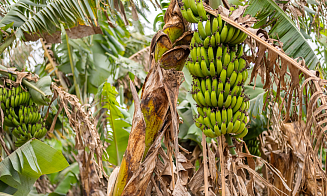 Изменение климата грозит дефицитом бананов по всему миру 