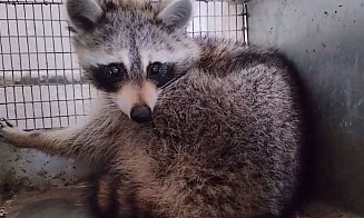Помните енота, который приплыл в Беларусь из США? Он нашел новый дом