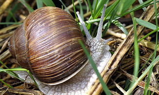 Ущерб — на €90 тыс. Во Франции обокрали поставщика улиток для ресторанов высокой кухни 