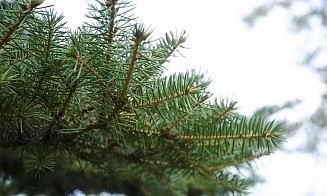 В Беларуси открываются елочные базары. Сколько стоит главный атрибут Нового года 