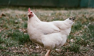 Россия запретила поставки продукции крупной белорусской птицефабрики
