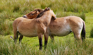 В Беларуси обновили список животных и растений Красной книги. Кого исключили, а кого добавили