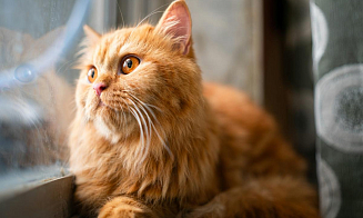 Какая погода будет в Беларуси в последние дни ноября