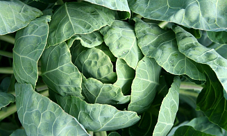 В мае в Беларуси заметно подорожала капуста. А вот на что цены упали больше всего