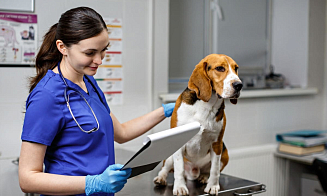 В Минске откроется круглосуточная государственная ветклиника. Узнали где