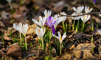 Дискуссия о белорусском театре и первоцветы в Ботаническом: афиша с 6 по 12 апреля