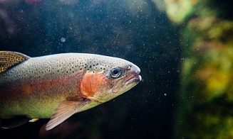 В Могилевской области создадут крупный рыбный холдинг