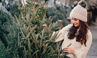Сколько елок купили белорусы в канун новогодних праздников