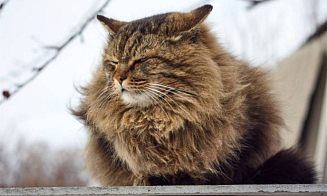 Синоптики объявили в Беларуси оранжевый уровень опасности на 4 марта