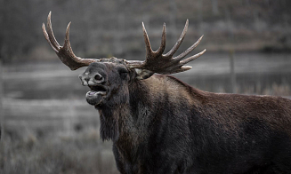 Минлесхоз заявил о пиковой численности в стране трех видов диких животных