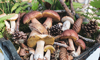 Туристический нож и не только. Что чаще всего покупают на маркетплейсах грибники