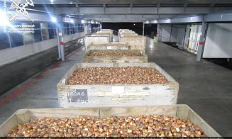 На таможне проверили партии тюльпанов. Цену занизили в 11 раз