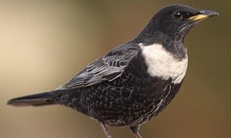 В Беларуси зарегистрировали новый вид птиц