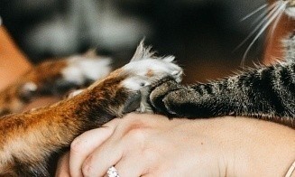 Началось общественное обсуждение закона, который предлагает чипировать кошек и собак