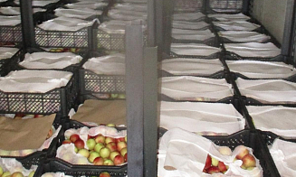 Из России в Беларусь не пропустили крупную партию нектаринов