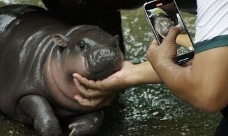 Новая сенсация на крипторынке: токен с детенышем бегемота достиг капитализации $200 млн