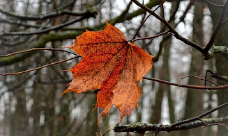 Последняя осень? Синоптик рассказал о погоде на неделю и посоветовал готовиться к холодам