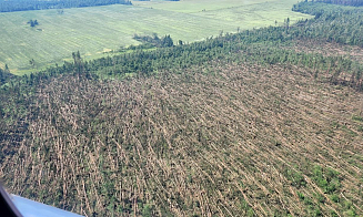 В Минлесхозе рассказали, сколько деревьев пострадало от ураганов в Беларуси