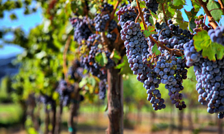 Прогноз: производство вина в мире в 2023 году будет самым низким за 60 лет