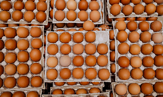 Беларусь стала лидером по экспорту в Россию куриных яиц