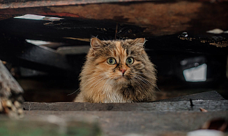 Под Минском собирают остатки материалов после ремонта, чтобы сделать домики для животных